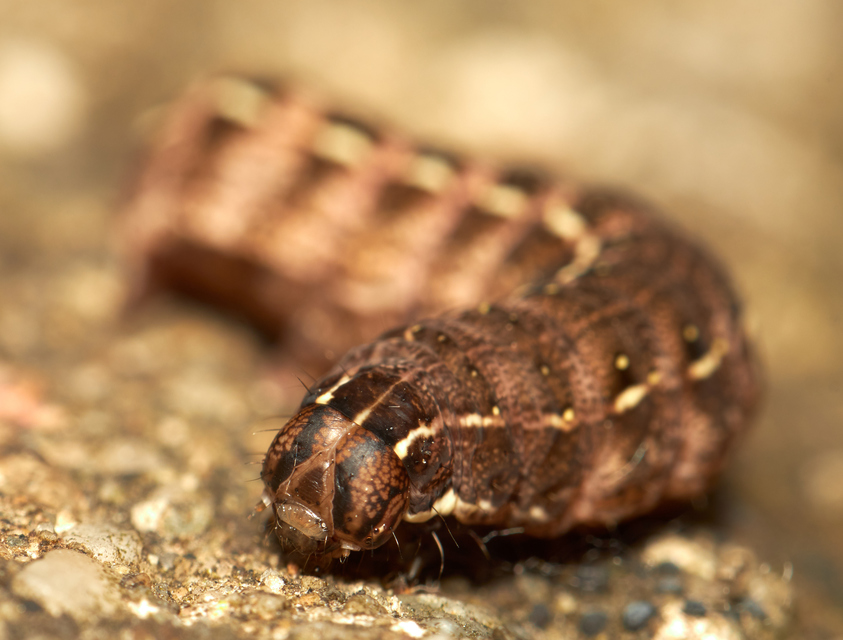 Cerastis rubricosa - vörhenyes tavaszibagoly