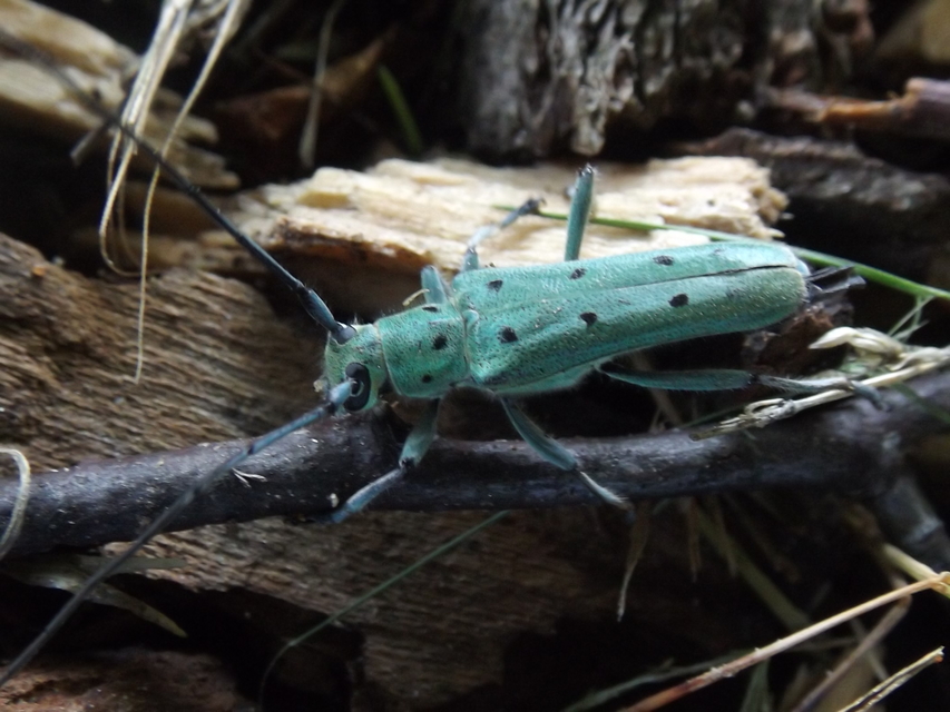 Saperda octopunctata - nyolcpontos cincér