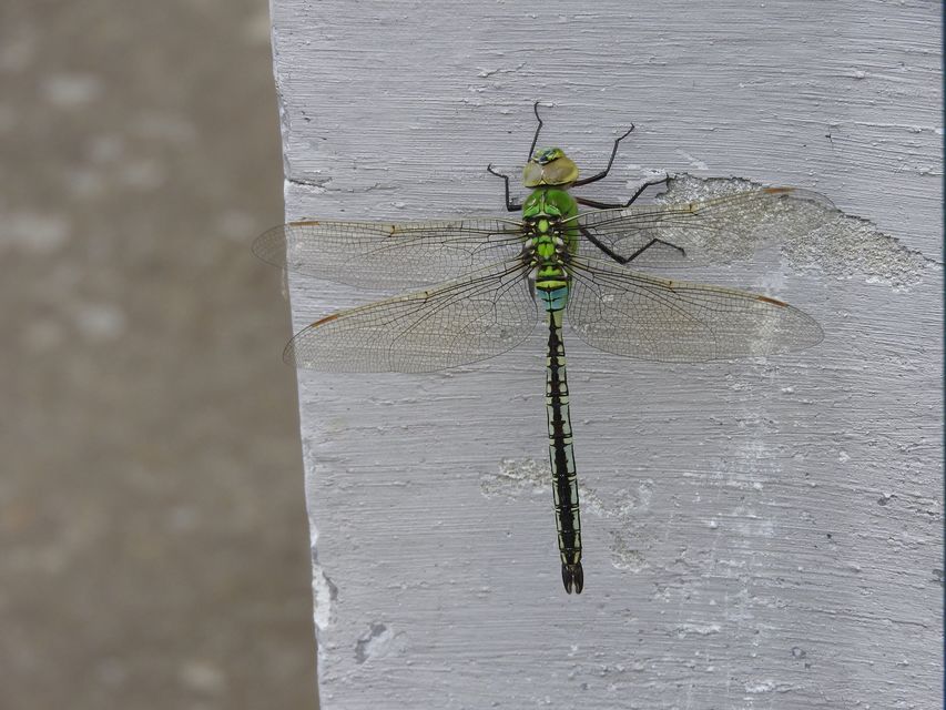 Anax imperator - zöld óriásacsa