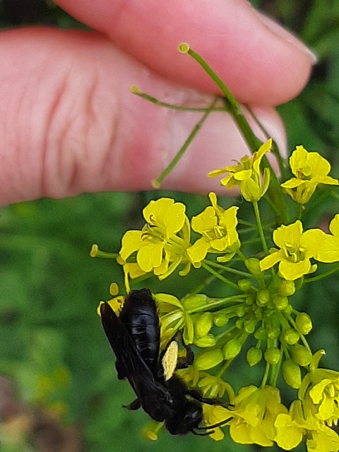 Xylocopa iris