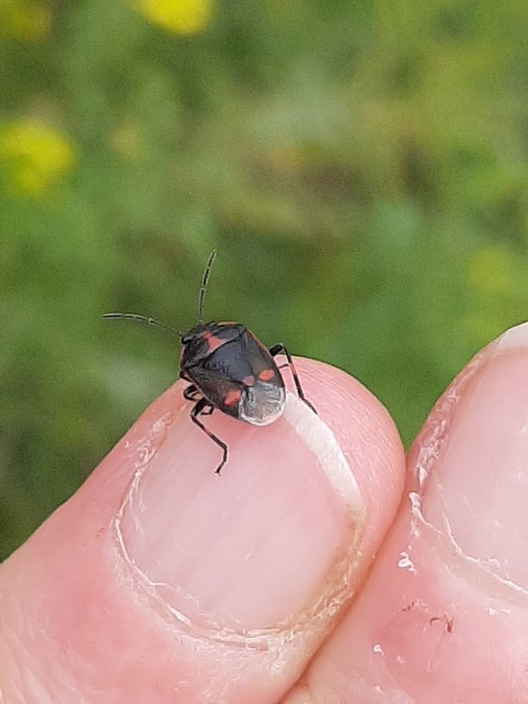 Eurydema oleracea - paréjpoloska Eurydema oleracea - paréjpoloska