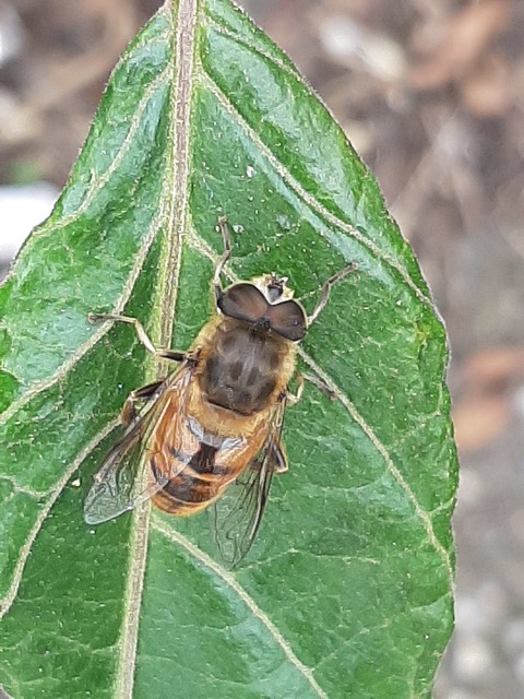 Eristalis tenax - közönséges herelégy