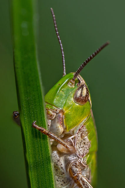 Stenobothrus lineatus - jajgató rétisáska
