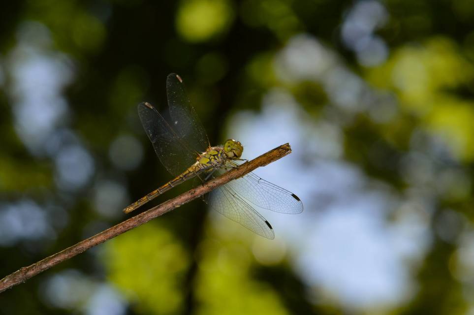 Sympetrum striolatum - harántsávos katona-szitakötő