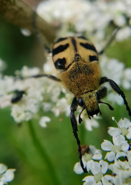 Trichius sexualis - keleti prémesbogár