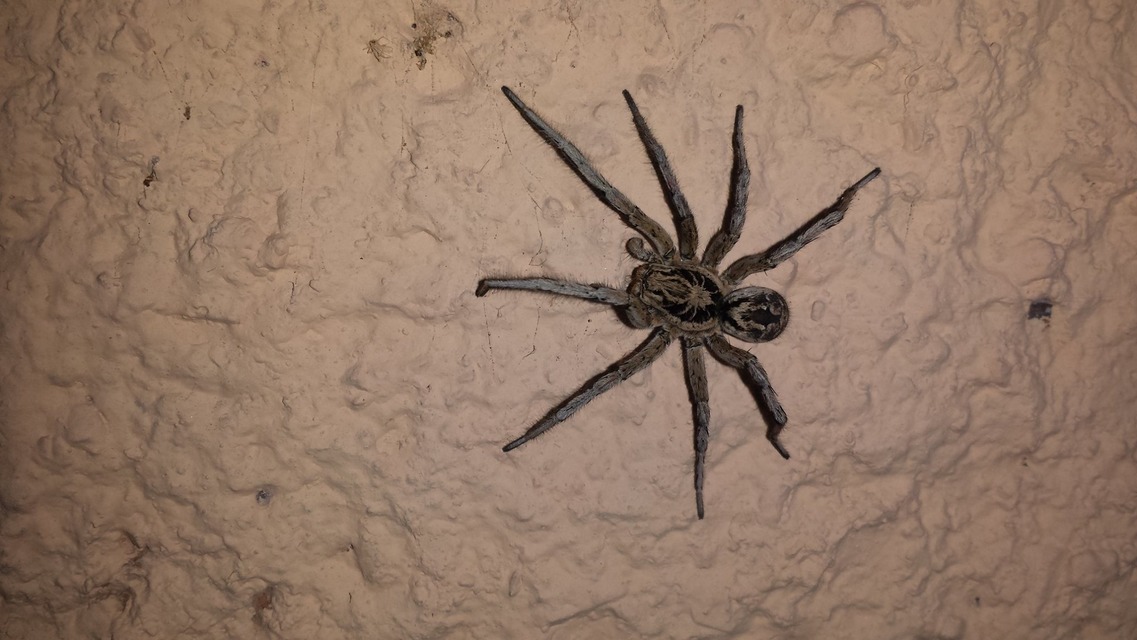 Geolycosa vultuosa - pokoli cselőpók