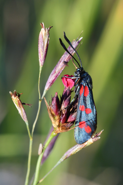 Zygaena filipendulae - acélszínű csüngőlepke