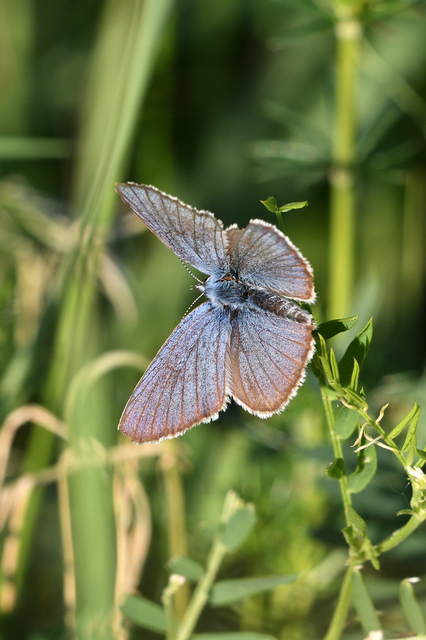 Cyaniris semiargus - aprószemes boglárka
