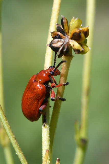 Lilioceris merdigera - hagymabogár Lilioceris merdigera - hagymabogár