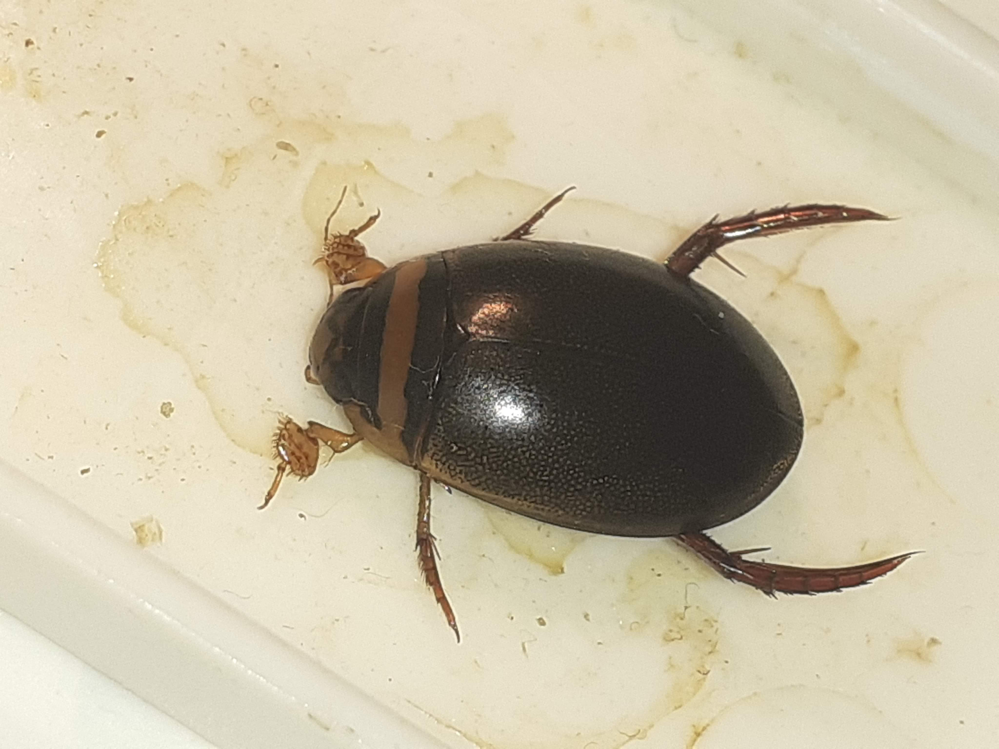 Graphoderus cinereus - gyakori tavicsíkbogár