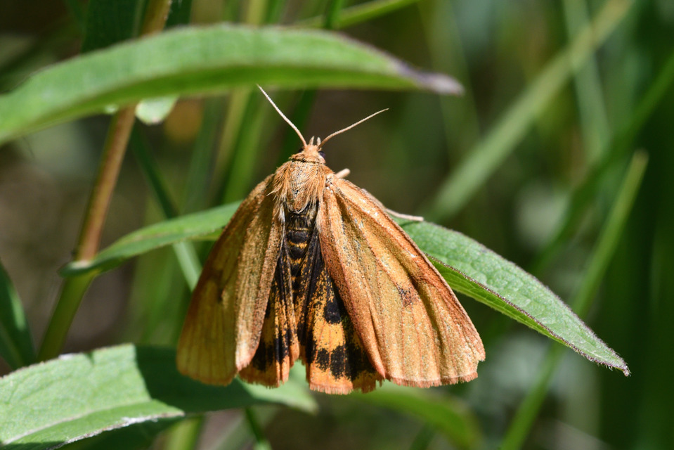 Diacrisia sannio - vörösszélű medvelepke