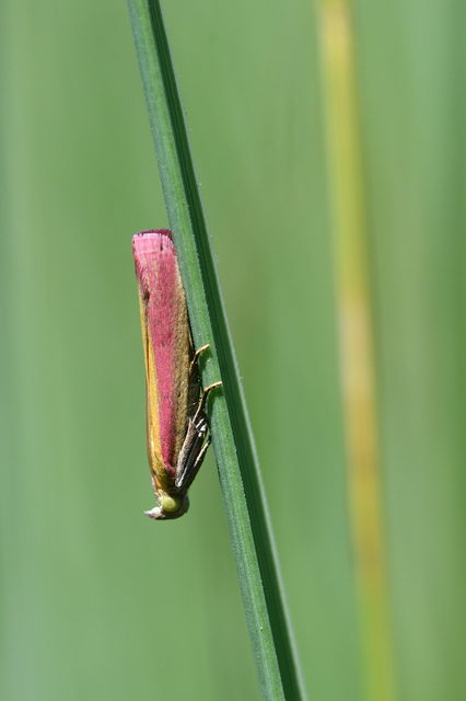 Oncocera semirubella - lucernamoly