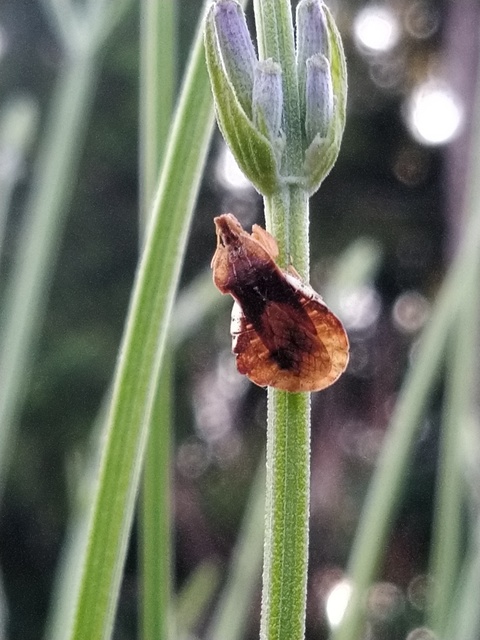 Phymata crassipes - fogólábú poloska