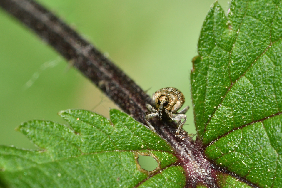 Nedyus quadrimaculatus - közönséges csalánormányos