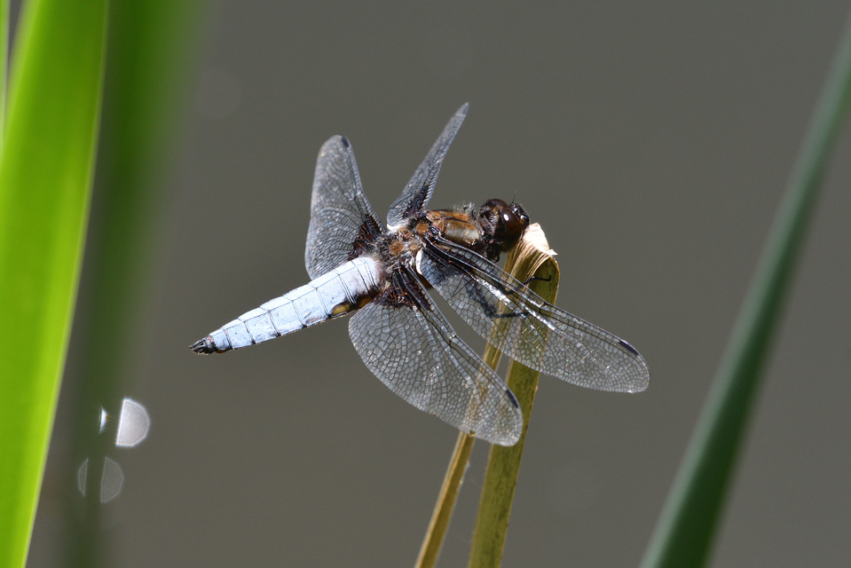 Libellula depressa - széles laposacsa
