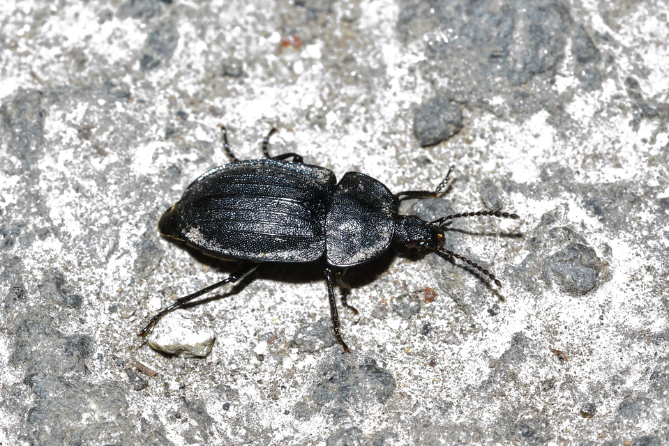 Phosphuga atrata - bordás csigarabló