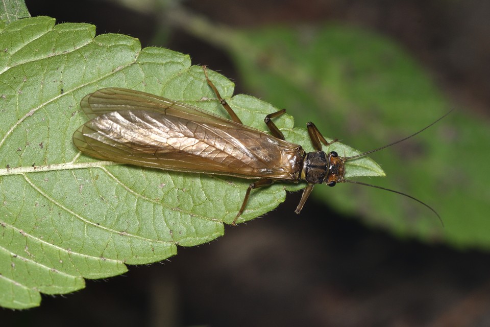 Plecoptera - Álkérészek