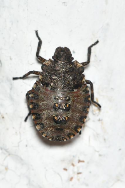 Pentatoma rufipes - vöröslábú címerespoloska Pentatoma rufipes - vöröslábú címerespoloska