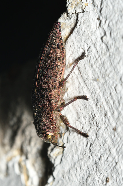 Dicerca berolinensis - bükkfa-díszbogár