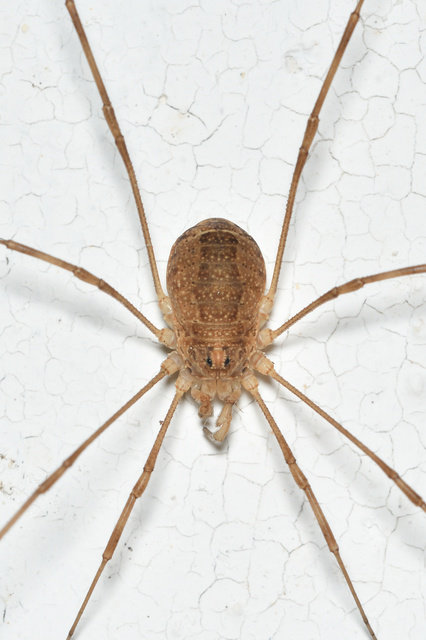 Rilaena triangularis