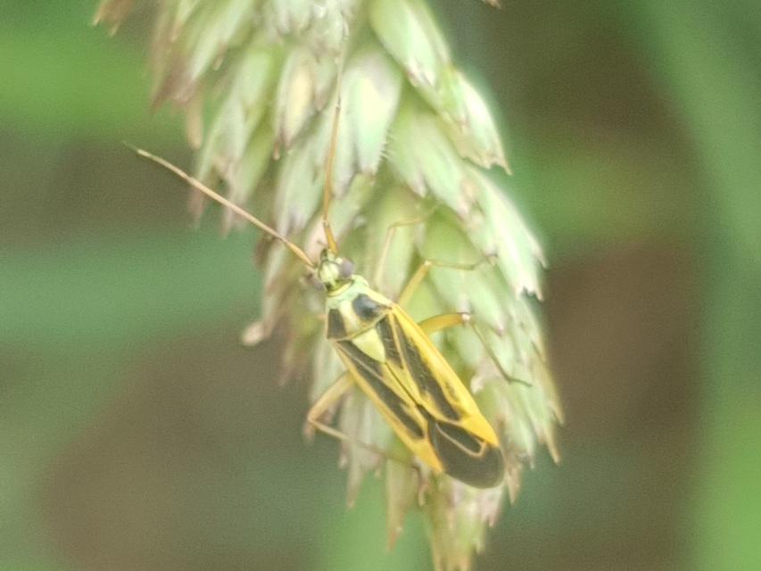 Stenotus binotatus - kétfoltos mezeipoloska