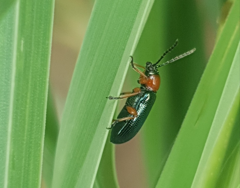 Oulema melanopus - veresnyakú árpabogár