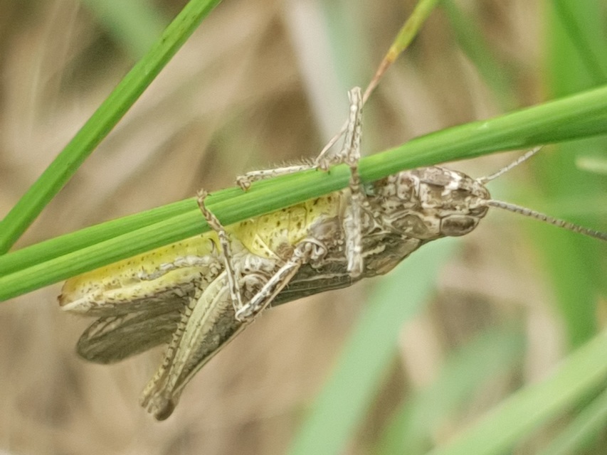 Chorthippus brunneus - közönséges tarlósáska