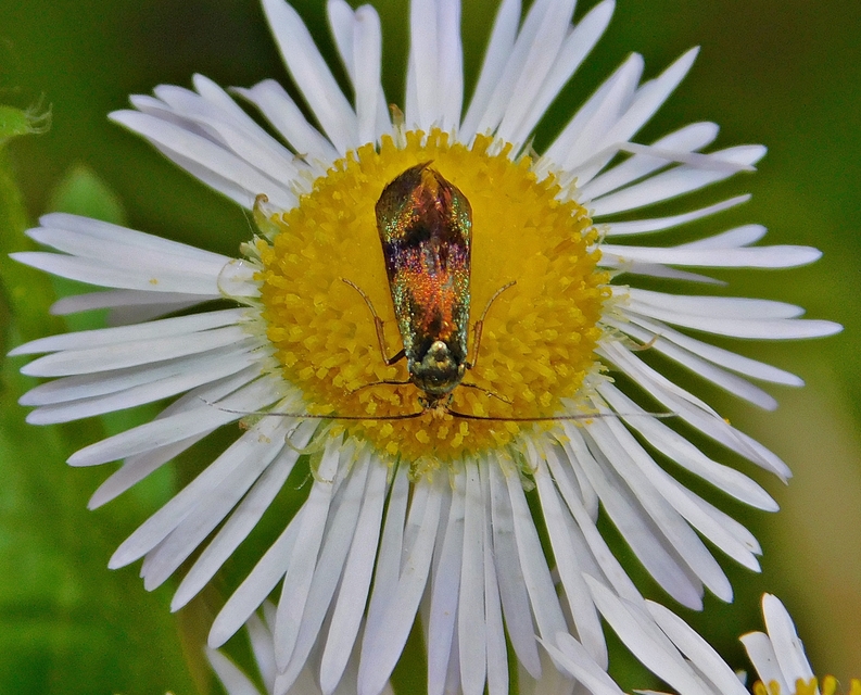 Nemophora