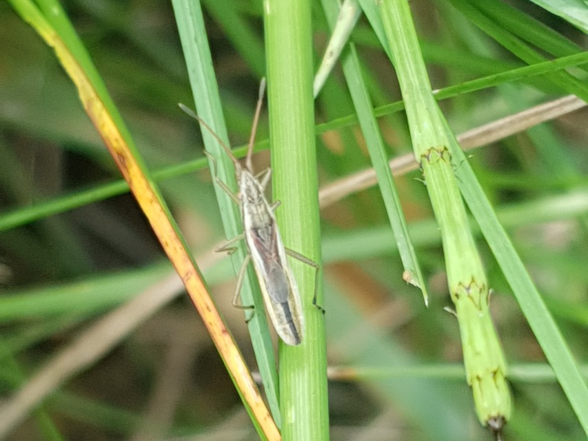 Myrmus miriformis - kurtaszárnyú karimáspoloska