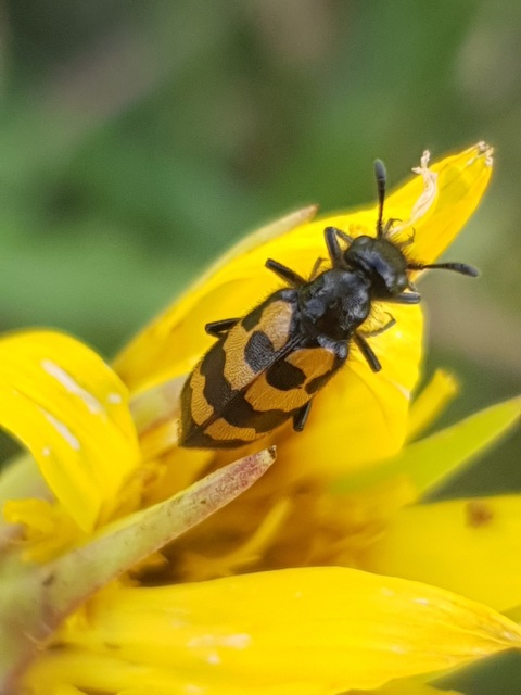 Hycleus tenerus - kis hólyaghúzó