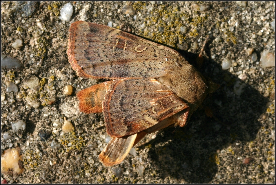 Noctua comes - kis sárgafűbagoly