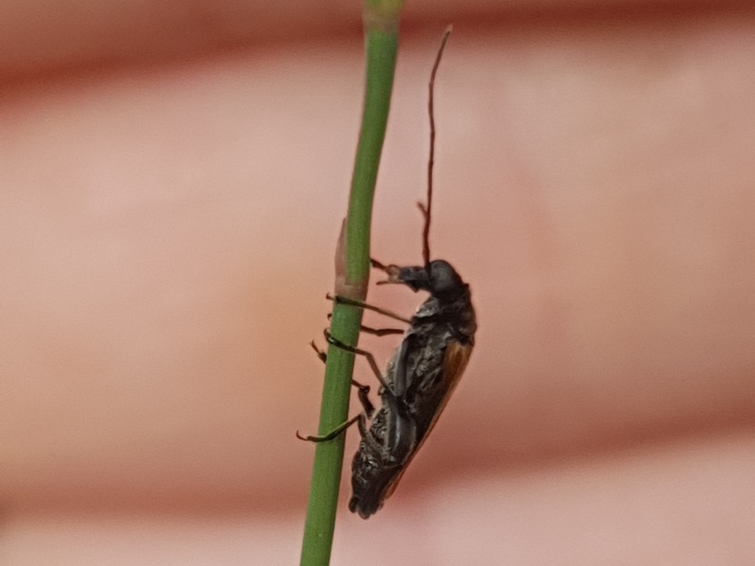 Oedemera femorata - sárgahátú álcincér