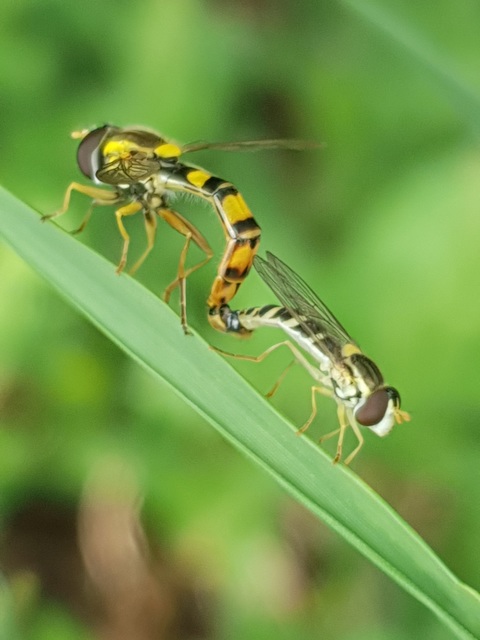 Sphaerophoria