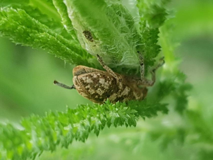 Cyphocleonus dealbatus - márványos barkó