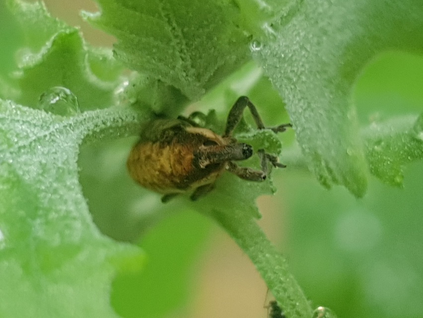 Lixus subtilis - disznóparéj-dudvabarkó