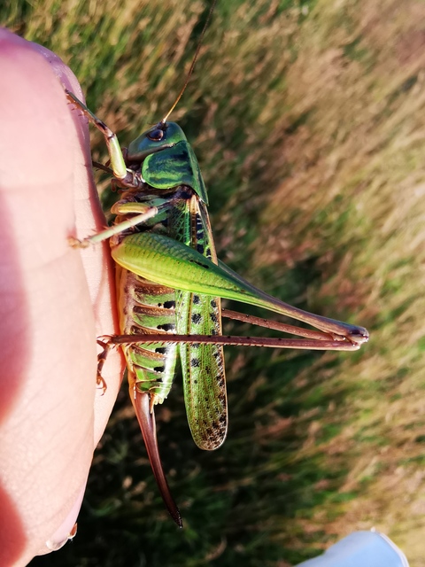 Decticus verrucivorus - szemölcsevő szöcske
