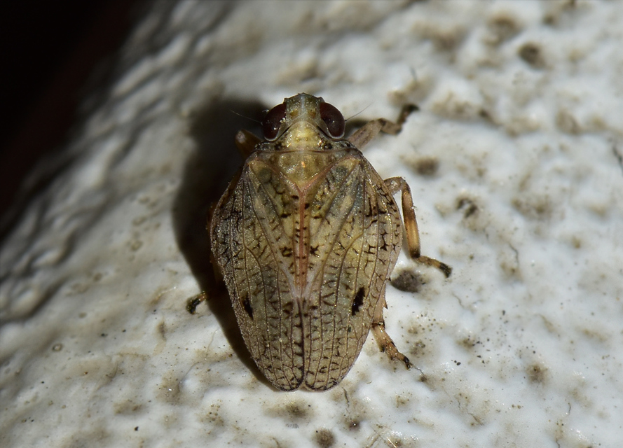 Issus coleoptratus