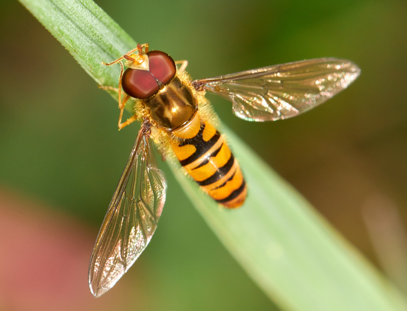 Episyrphus balteatus - ékfoltos zengőlégy