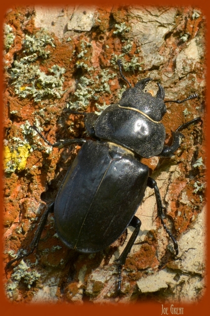 Lucanus cervus - nagy szarvasbogár