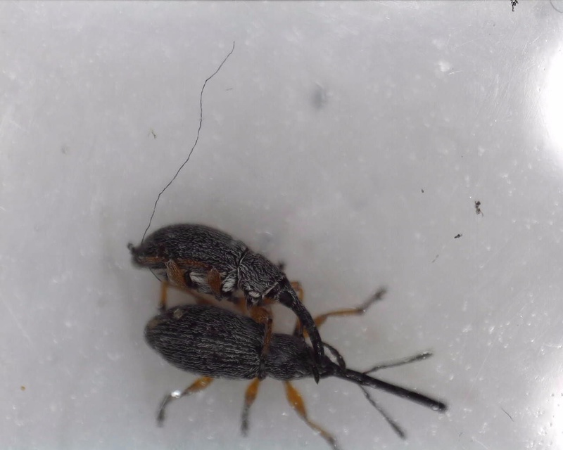Rhopalapion longirostre - mályvarózsa-cickányormányos