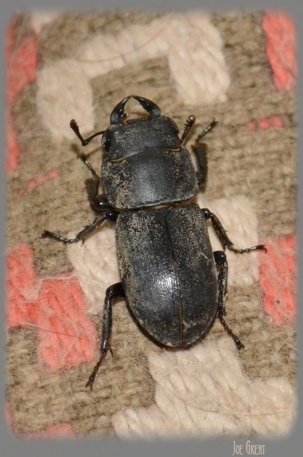 Dorcus parallelipipedus - kis szarvasbogár