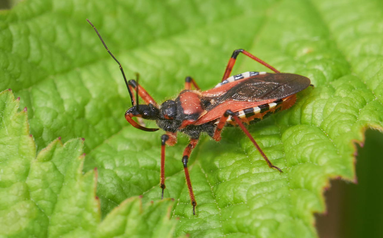 Rhynocoris iracundus - közönséges gyilkospoloska