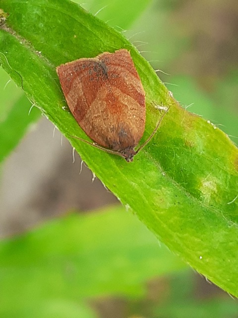 Pandemis
