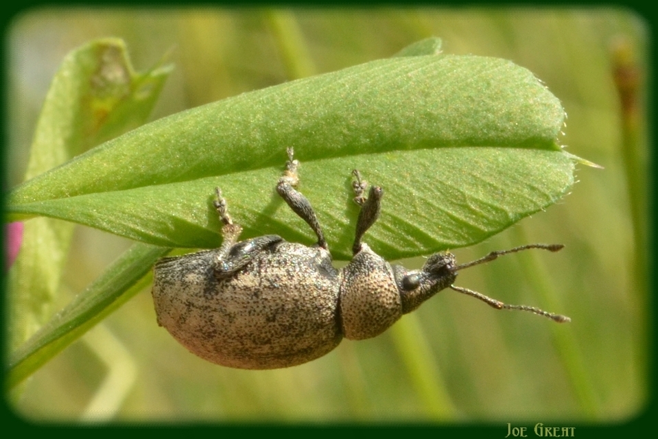 Otiorhynchus ligustici - vincellér-gyalogormányos