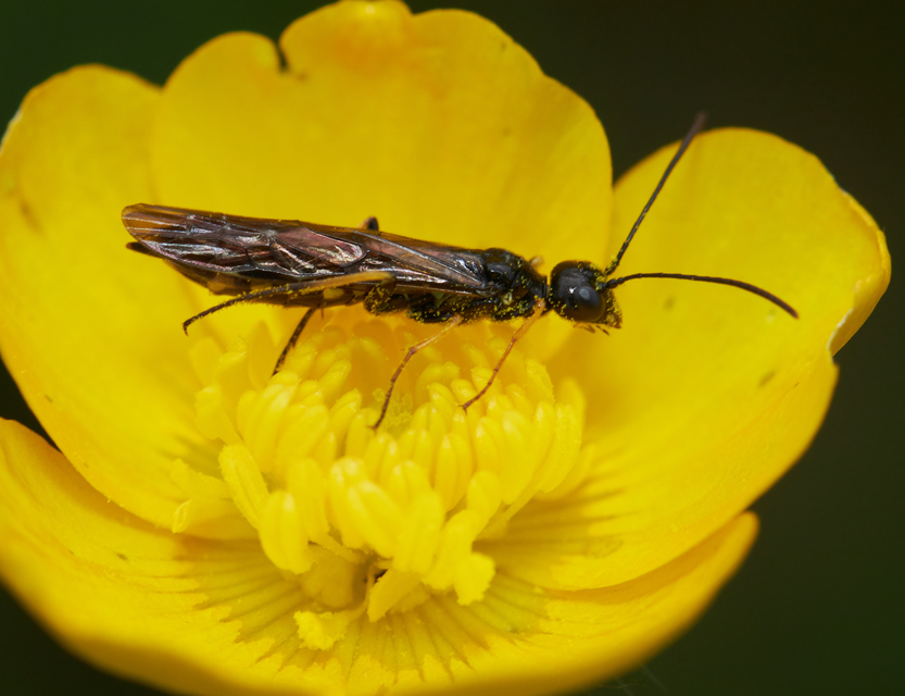 Cephidae - szalmadarazsak