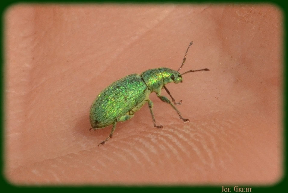Phyllobius