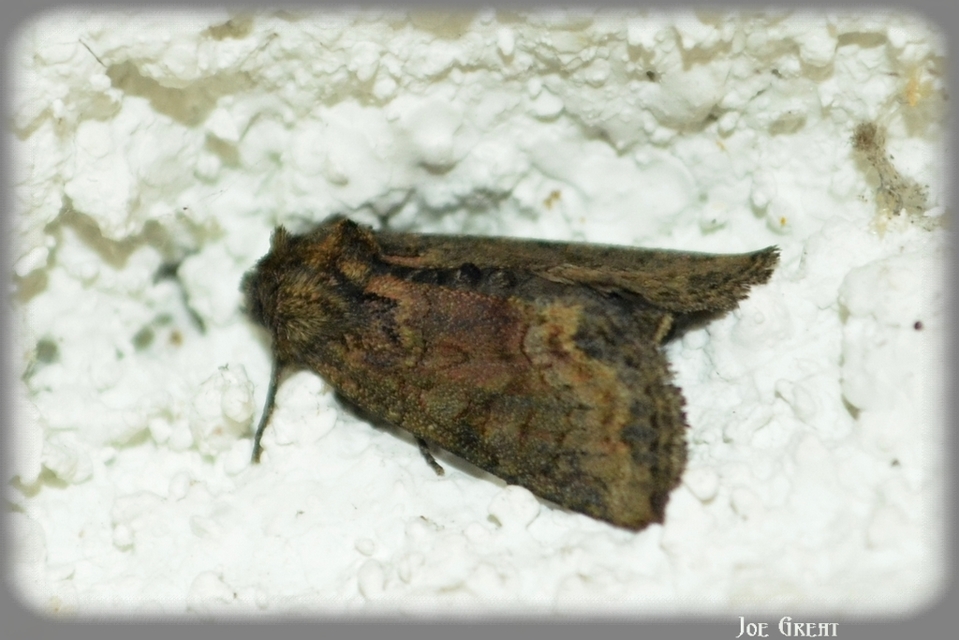 Oligia strigilis/latruncula/versicolor