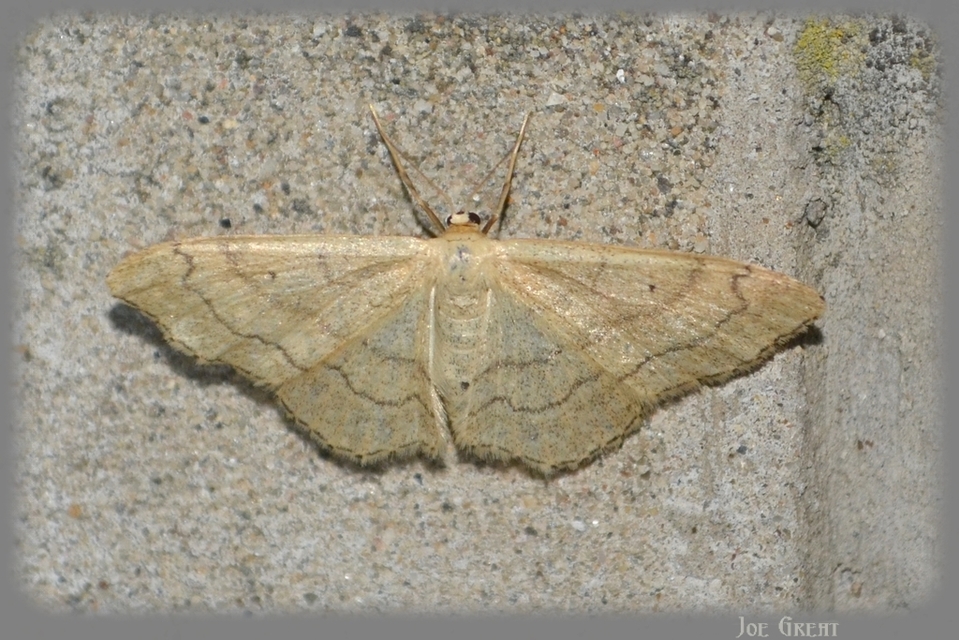 Idaea aversata - nagy sávosaraszoló