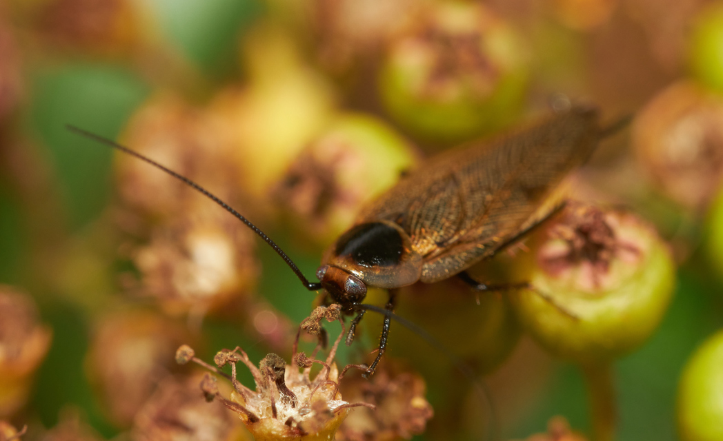 Ectobius erythronotus - sárgatorú erdeicsótány