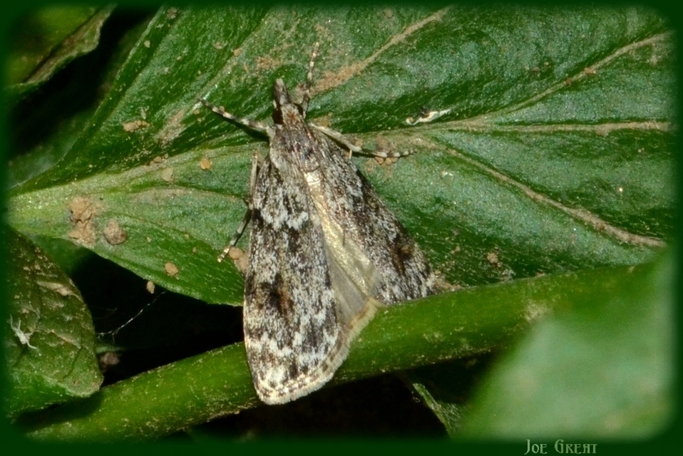 Scopariinae